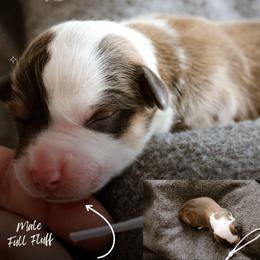 Daniel - Sable male Pembroke Welsh Corgi puppy in South Otselic, New York from Ridge Top Corgis