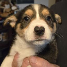 Cutie pie - Black and tan female Pembroke Welsh Corgi puppy in Shelton, Washington from Gingersnap Pembroke Welsh Corgis