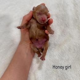 Honey girl - Red  female Goldendoodle puppy in Rio Linda, California from Plush Doodles