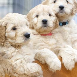 Goldendoodles from Goldendoodlezfl