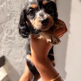 Black dapple longhaired girl - Dapple female Dachshund puppy in Lemon Grove, California from GMZ Doxies SD