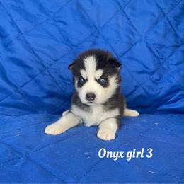 Onyx girl 3 - Black and white female Siberian Husky puppy in Ocala, Florida from Florida Husky Puppies