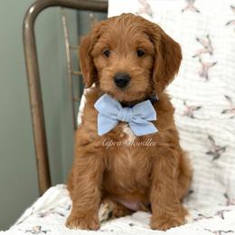Blue Collar CHILI - Apricot male Goldendoodle puppy in Salem, Utah from Aspen Doodles Utah