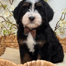 Zeus - Tri-color male Bernedoodle puppy in Yuciapa, California from AlltheDoodlez_