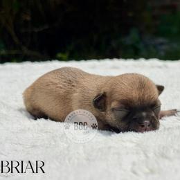 Briar - Black sabled fawn female Chihuahua puppy in Forsyth, Georgia from Brooks Grove Canines LLC