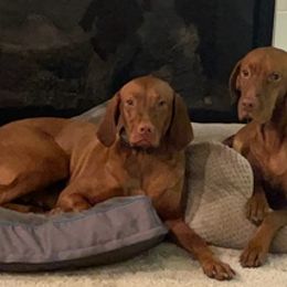 Vizslas from Hanna’s Vizsla