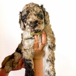 Timber - Chocolate merle male Bernedoodle puppy in Fort Collins, Colorado from Front Range Family Doodles