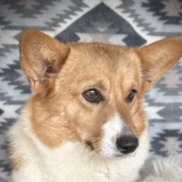 Daisy - Pembroke Welsh Corgi