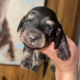 Rip (Russian lines) - Black and cream male Dachshund puppy in Goldthwaite, Texas from Mini Mama Dachshunds