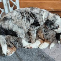 Aussiedoodle puppies from Ridgeview Aussiedoodles