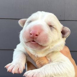 Central Asian Shepherd Dog puppies from Alabaivalley