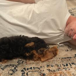 Old English Sheepdog, Poodle, Sheepadoodle, and Yorkipoo Puppies from Love Tallulah Sheepadoodles LLC