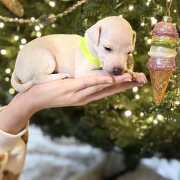 Lime ribbon - Cream female Italian Greyhound puppy in Duvall, Washington from Hunter_Moon Hounds