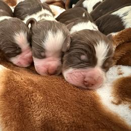 Girl - Liver white and roan female English Springer Spaniel puppy in Cleburne, Texas from Powers English Springer Spaniels