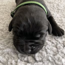 'Fielder' (Hunter Green collar) - Black male Labrador Retriever puppy in Grand Saline, Texas from Castle Hills Labradors