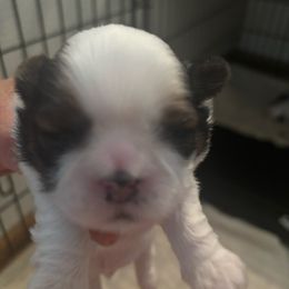 Boy 1 - Gold and white male Shih Tzu puppy in Manlius, New York from Dorothy Agrippino's Shih Tzus