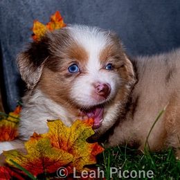 Miniature American Shepherd Puppies from Great Companions MAS