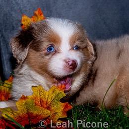Miniature American Shepherd Puppies from Great Companions MAS
