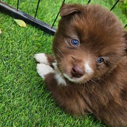 Mocha - Chocolate female Pomsky puppy in Southern California, California from SoCal Pomskies LLC
