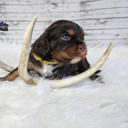 Cavalier King Charles Spaniel and Companion Cross Puppies from Pups on the Ridge