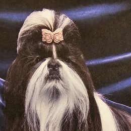 Shih Tzus from Southern Class Shih Tzu