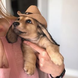 Dachshund Puppies from Longboard Dachshunds