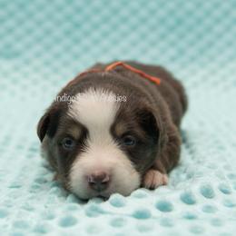 Danny - Orange Collar - Red tri male Miniature Australian Shepherd puppy in Lacombe, Louisiana from Indigo River Toy & Mini Aussies