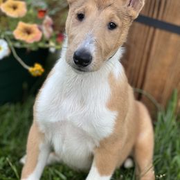Collie and Shetland Sheepdog Puppies from StoneyAcre