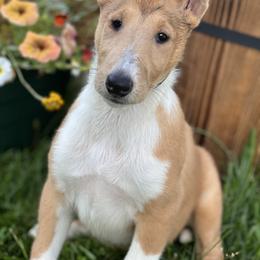 Collie and Shetland Sheepdog Puppies from StoneyAcre