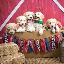 Goldendoodles from Black's Goldendoodles