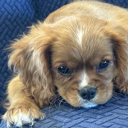 Cavalier King Charles Spaniel Puppies from FairHawk Downs