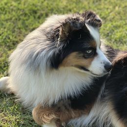 Bear - Miniature Australian Shepherd