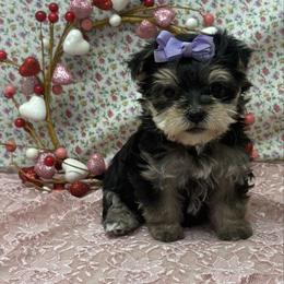 Lili SMALL - Black & tan tri-color female Morkie puppy in Monticello, Iowa from Ashley’s Puppies