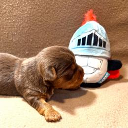 Arken - Chocolate, tan and white male Yorkshire Terrier puppy in Paris, Tennessee from Nolan’s Yorkie Farm