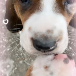 Basset Hound Puppies from Brookside Bassets