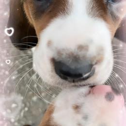 Basset Hound Puppies from Brookside Bassets