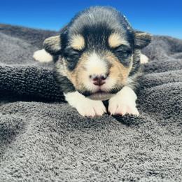 Tri boy 1 - Black and tan male Pembroke Welsh Corgi puppy in Hale, Michigan from All Hale Corgis