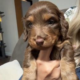 Hershey - Chocolate and tan male Dachshund puppy in Camdenton, Missouri from Camden Line Dachshunds