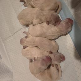 Golden Retriever Puppies from 255 Goldens