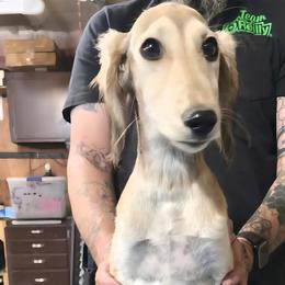 Male 7 - Fawn male Saluki puppy in Steamboat Rock, Iowa from River Valley Canines