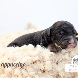 Cappuccino - Black tri-color male Aussiedoodle puppy in Foxworth, Mississippi from Ten Mile Aussies