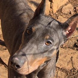 Doberman Pinscher puppies from Von Katzenstein Kennel