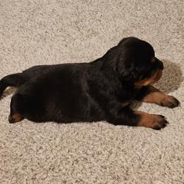 Barbie Vom Hause Pragacz aka futere Champ - Black and mahogany female Rottweiler puppy in Bartonsville, Pennsylvania from Karol's Rottweilers