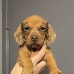 Chloe - Dapple female Dachshund puppy in Silsbee, Texas from The Doxie Den