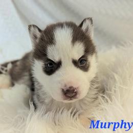 Murphy - Red and white male Siberian Husky puppy in Hebron, Kentucky from Glacier Run Huskies