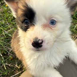 Male 1 Split face BabyFace - Red male Pembroke Welsh Corgi puppy in Heyworth, Illinois from Schumaker Corgis