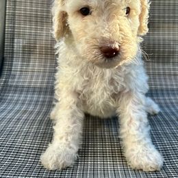 Poodle Puppies from Triangle Standards