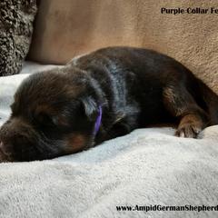 Girl 2 - Black and red German Shepherd puppy in Washington from Ampid German Shepherds
