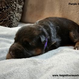 Girl 2 - Black and red German Shepherd puppy in Washington from Ampid German Shepherds