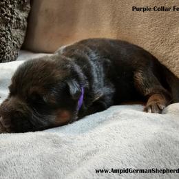 Girl 2 - Black and red German Shepherd puppy in Washington from Ampid German Shepherds